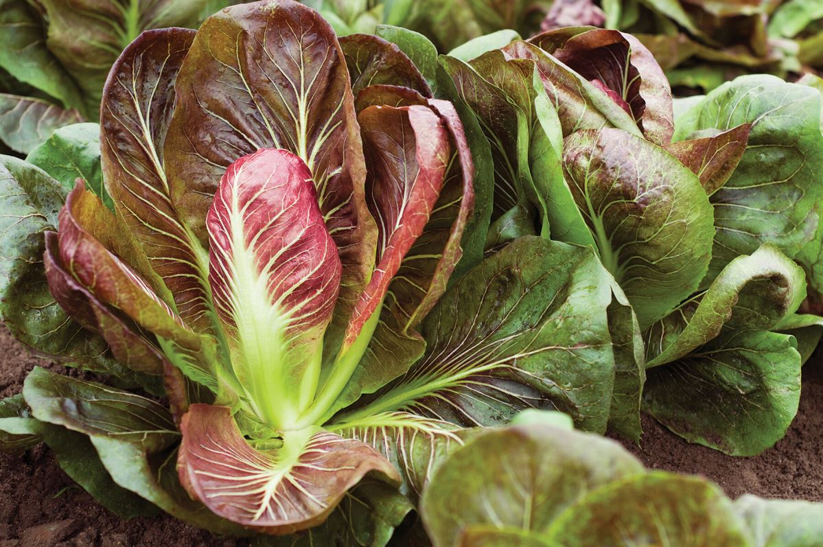 Fiero – Organic Radicchio Seed